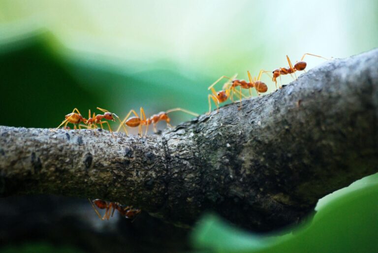 Lessons From The Ants 18